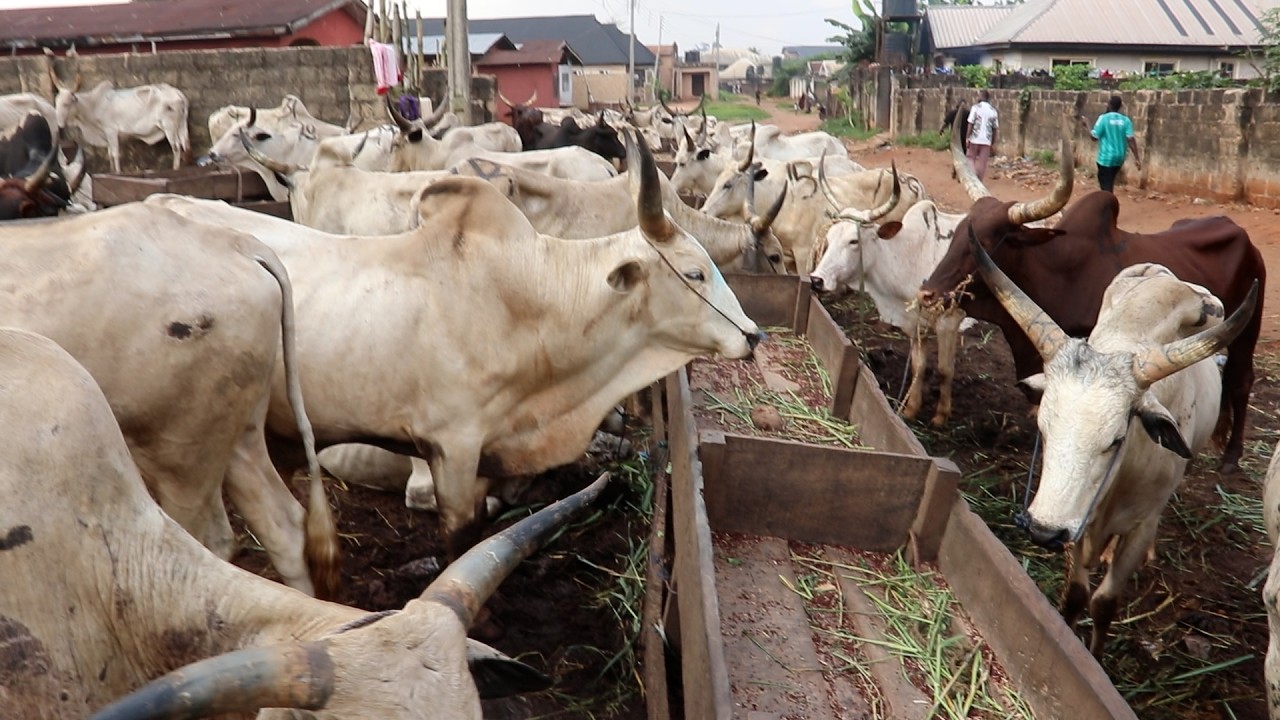 Актуальные цены на различных сельскохозяйственных животных (коров, коз, баранов, местных коз) на ...