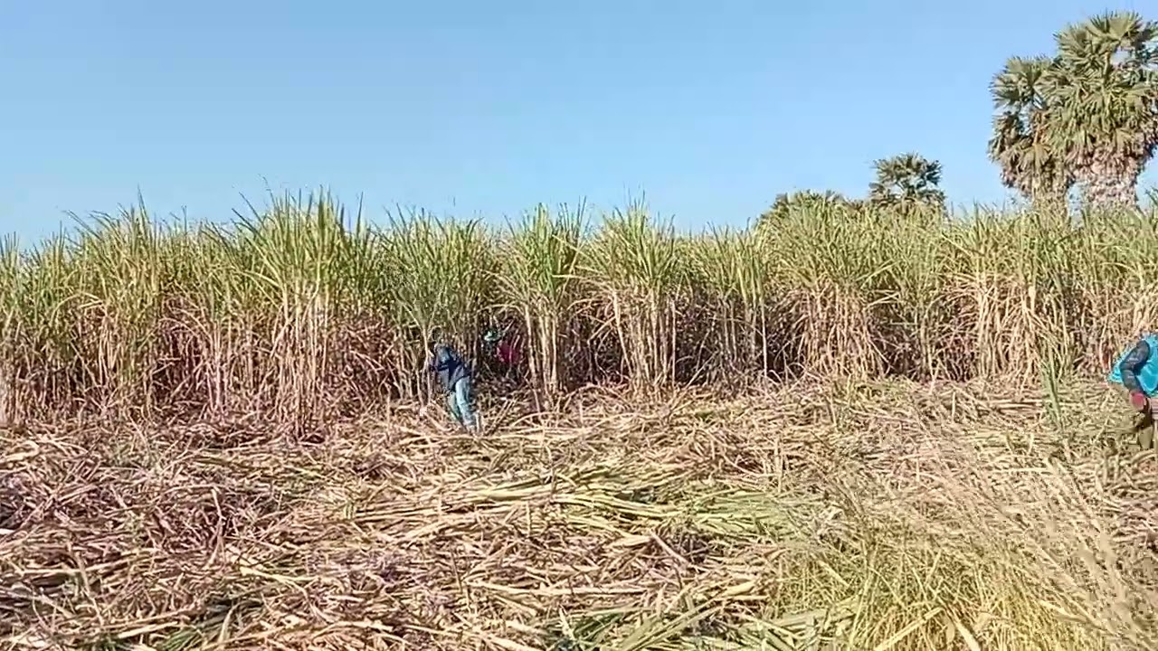 ชีวิตของคนตัดอ้อย 10 ม ค 2026