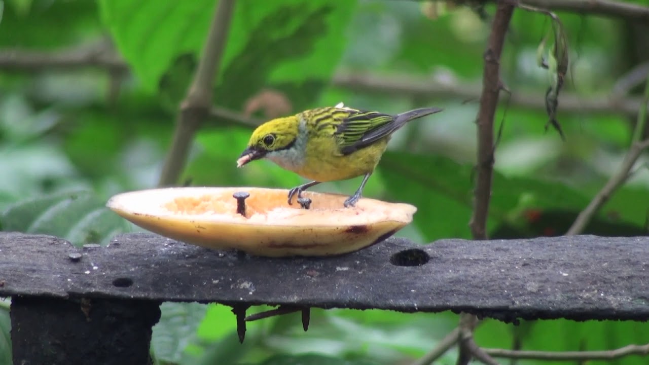 Calliste safran (Tangara i. icterocephala) Silver-throated Tanager