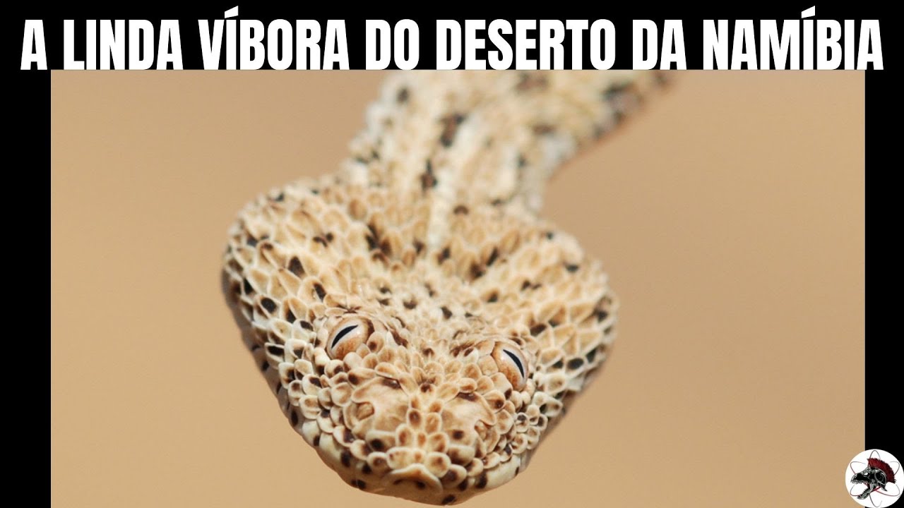 Bitis peringueyi, a víbora do deserto | Biólogo Henrique o Biólogo das Cobras