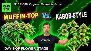 GDTV-S13.2-E08 | Flipped To Flower - Transition Stage - Organic Cannabis Grow
