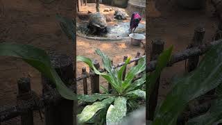 I Didn’t Expect THIS at Cordiale Park! Giant Tortoise Spotted  Giant Tortoise – Chennai Surprise!