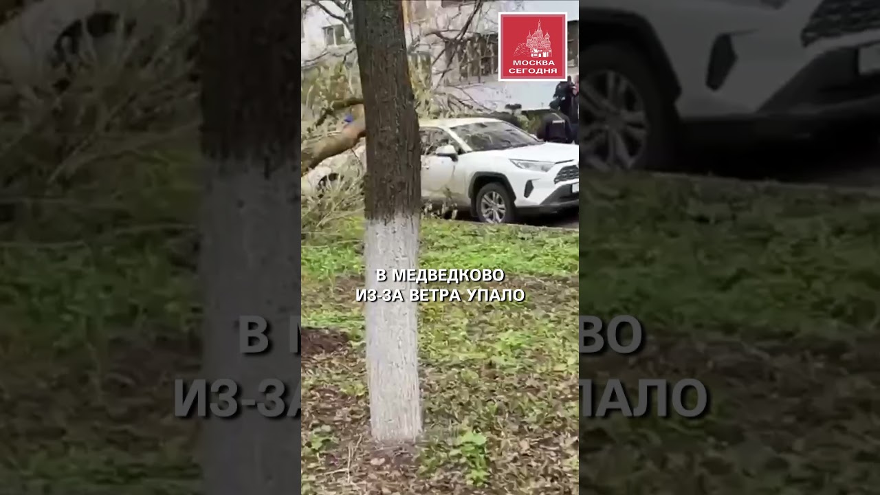 В Медведково дерево упало на человека 