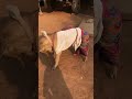 Dog cute 🥰🤣 #doglover #animals #cutedoglover #funnyanimal #funny