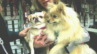 Valentinedogs