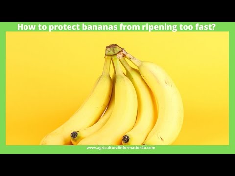 How to Protect and Store Bananas from Ripening Too Fast?