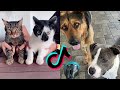 Funny and Cute Cats and Dogs | Animal Video Compilation😻🐶