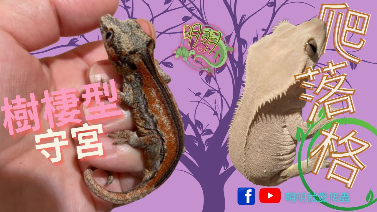 樹棲守宮飼養方式及果泥製作｜爬落格[明明就愛爬蟲]