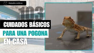 CAPÍTULO 103: 🦎 Cuidados básicos para tener una pogona en casa - Veterinario Especialista Pogonas