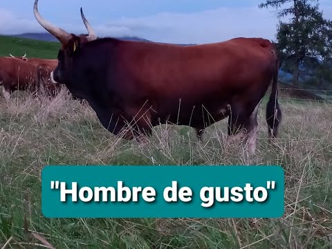 'Hombre de gusto'