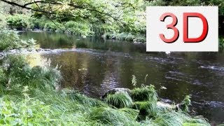 3D Video: River & Forest Relaxation #7