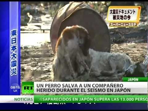 Lealtad infinita: perro japonés no abandonó a su amigo herido
