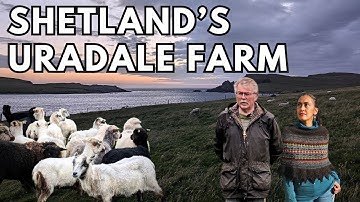 From Sheep to Skein: The Magic of Shetland Wool at Uradale Farm 🧶 behind the scenes tour & interview