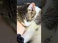 ブラシ🪮で、きれいきれいしています🤣男の子🐈生後11ヶ月 #保護猫 #里親 #猫のいる暮らし #今日のにゃんこ