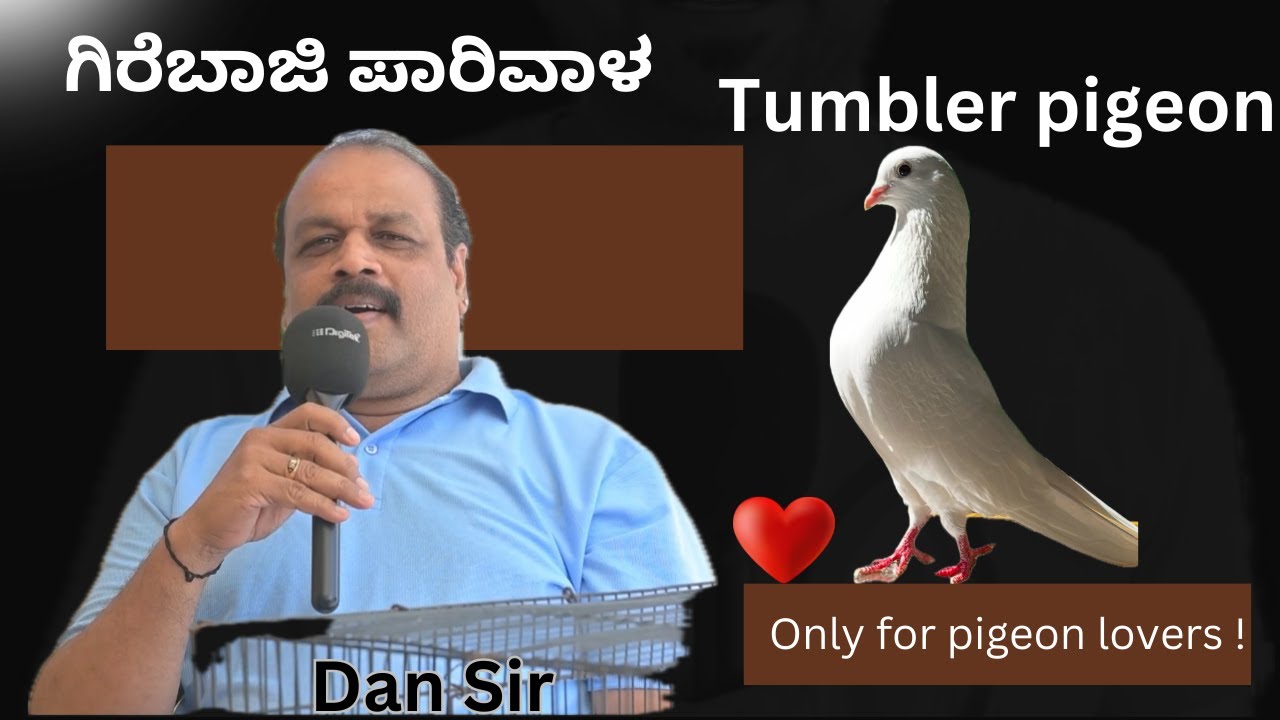 Bangalore #1 top quality pigeon seller Dan Sir