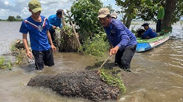 Bắt Chuột Đồng Trốn Trong Bộng Cây Mùa Nước Nổi.Góc Làng Quê#957