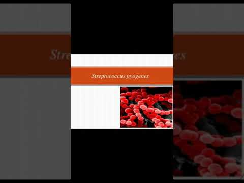 Streptococcus pyogenes(morphology, culture characteristics, laboratory diagnosis and epidemiology)