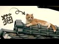 日本初、猫好き人気アプリの実写映画化！／映画『ねこあつめの家』特報