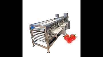 automatic Jujube Grader red dates grading size sorting machine