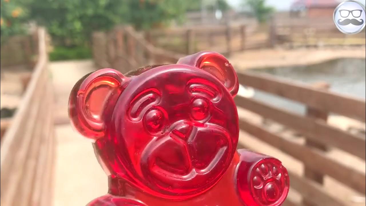 Мишка валера желейный мишка. Валеражилейный медведь. Желейный мишка валера. Настоящую валерку. Валера желейный.