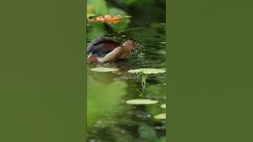 The Lesser Whistling Duck (Dendrocygna javanica) at #singaporebotanicgardens
