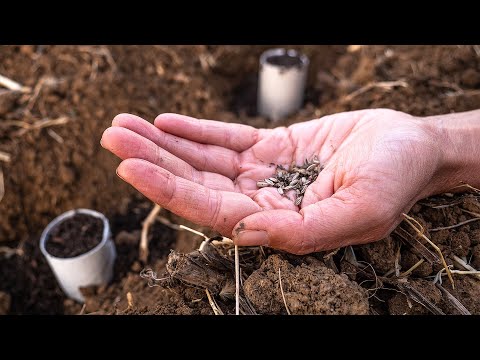 Video: Protezione delle piante con rotoli di carta igienica: come utilizzare i tubi di cartone per i parassiti