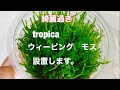 ウィーピングモスのレイアウト方法