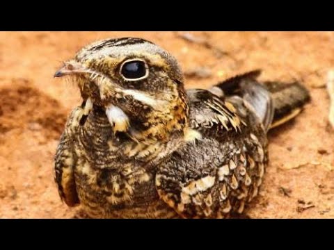 Nightjar | Indian Nightjar | Beautiful Nightjar