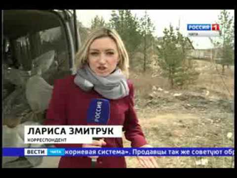 ГТРК Чита Как без труда отличить яблоню от ранета при покупке саженцев