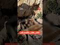 مقتل طفل بانفجار لغم في مخيمات خربة الجوز نجومي
