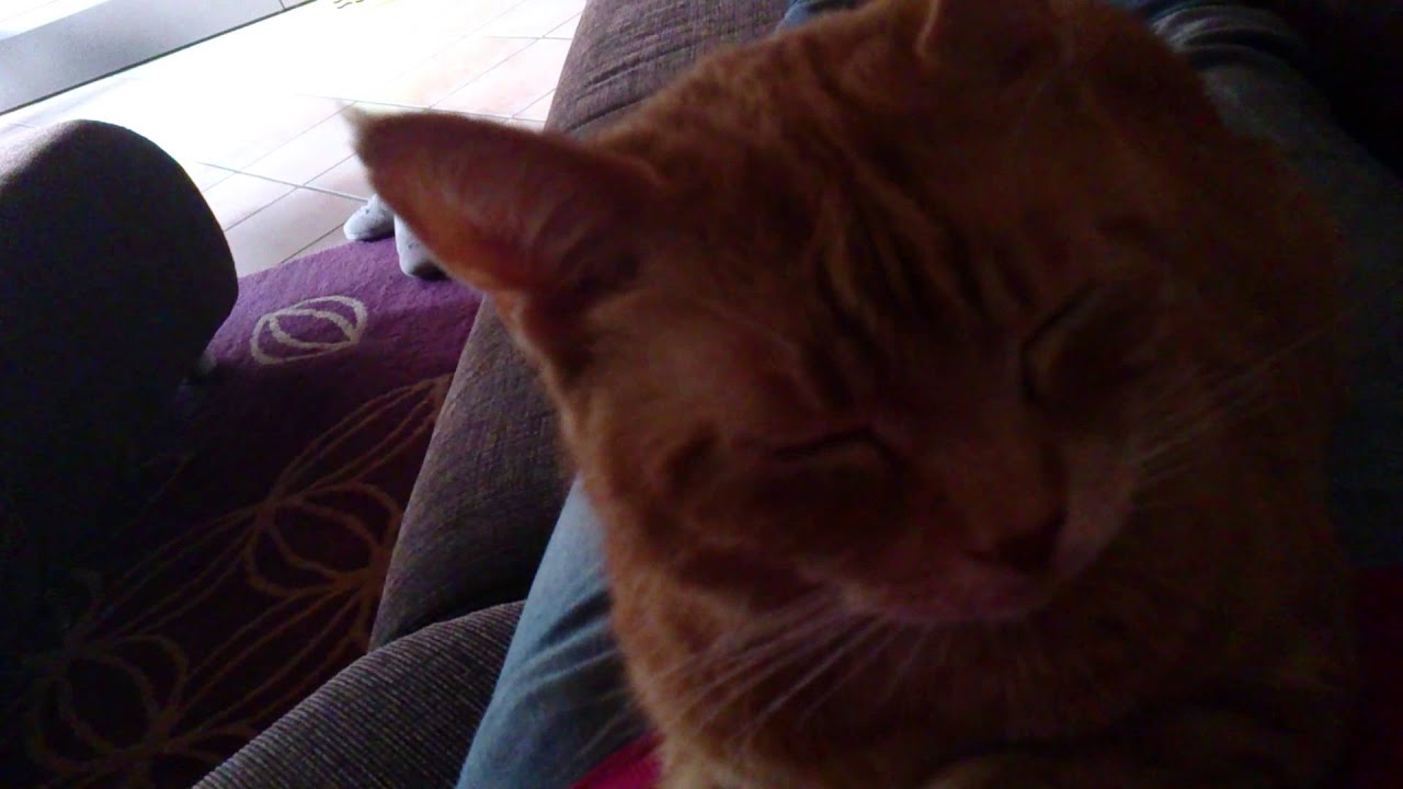 Katze macht Jacke kaputt!?