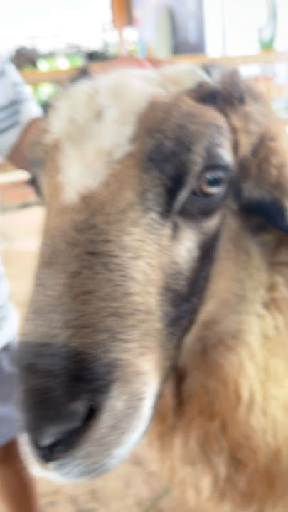 Kinchaina #giakhiemminhdan #pets #animals #trending #funny #cute #dulich #zoo #sheep #tokyo #coffee