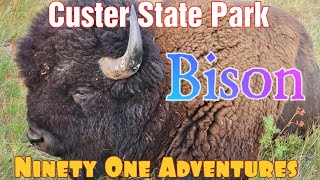 US RV Trip | Bison on Wildlife Loop Custer State Park by Ninety One Adventures 20 views 2 years ago 6 minutes, 23 seconds