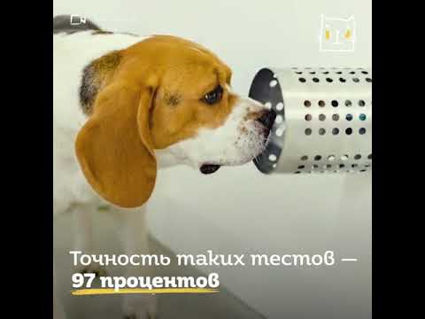 ვიდეო: გულის დაავადება (ჰიპერტროფიული კარდიომიოპათია) ძაღლებში