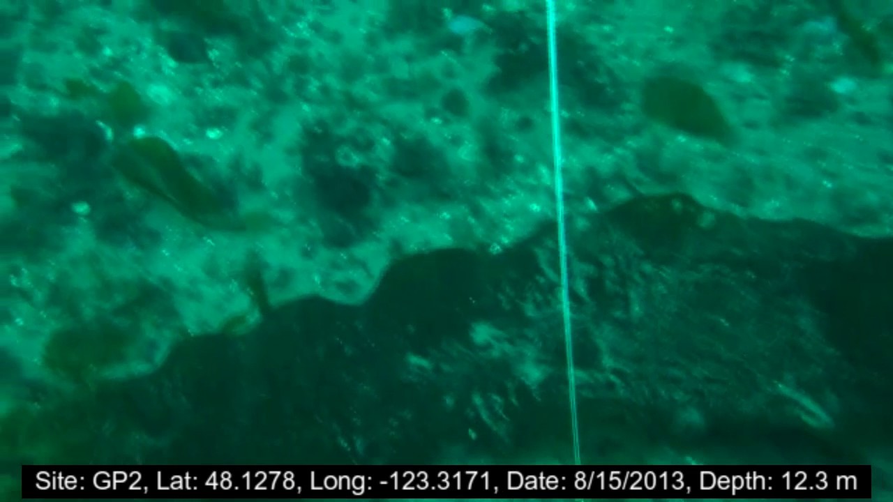 watershed GP2 West Transect – 2013