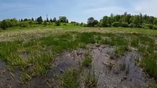 How a Supreme Court ruling could impact Minnesota's wetlands