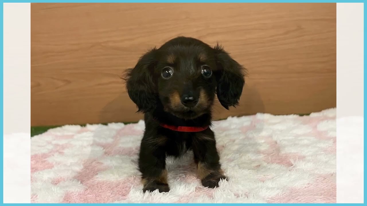 ダックスです 744358 M・ダックスフンド - YouTube