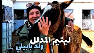 وثائقي|زيارة إسطبلات بطل المغرب | نهار كامل وسط مصدر الخيول الملكية لشرفتنا بالامارات.اللهم بارك