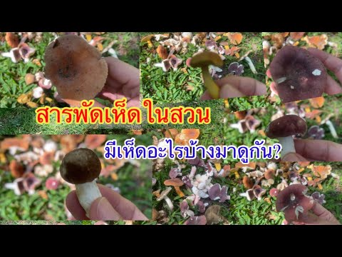 เก็บเห็ดในสวนมีเห็ดอะไรบ้าง?มาดูกันจ้า เก็บเห็ดในสวนมีเห็ดอะไรบ้าง?มาดูกันจ้า