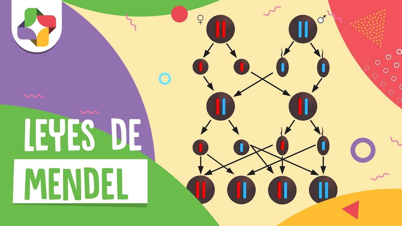 Leyes de Mendel   Educatina