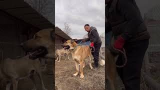 Sen Ne Azgın Bir Dişiymişsin