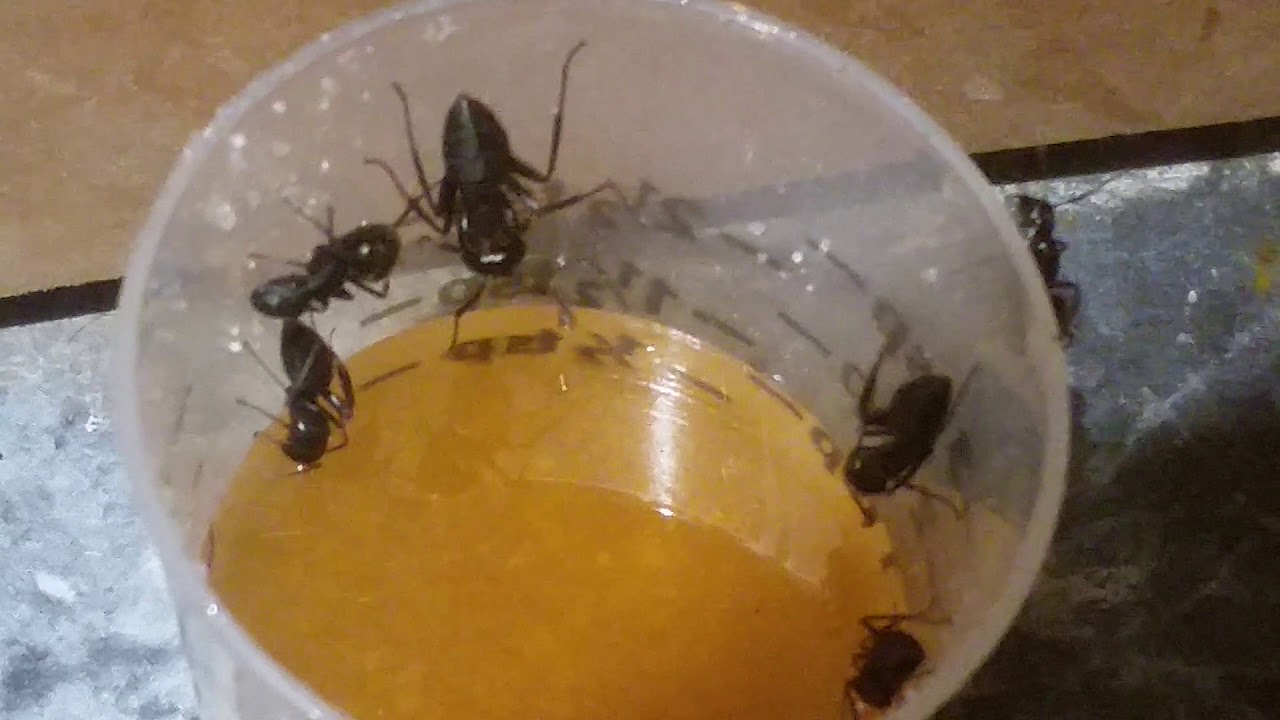 Get rid of Carpenter Ants. 1/3 Borax 2/3 Maple Syrup YouTube