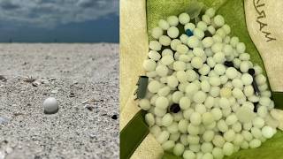 Hotel, bar owners arrested for placing mothballs on St. Pete Beach to scare off nesting birds: FWC