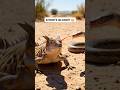 This Lizard Shoots Blood 😳 Horned Lizard Defense Explained