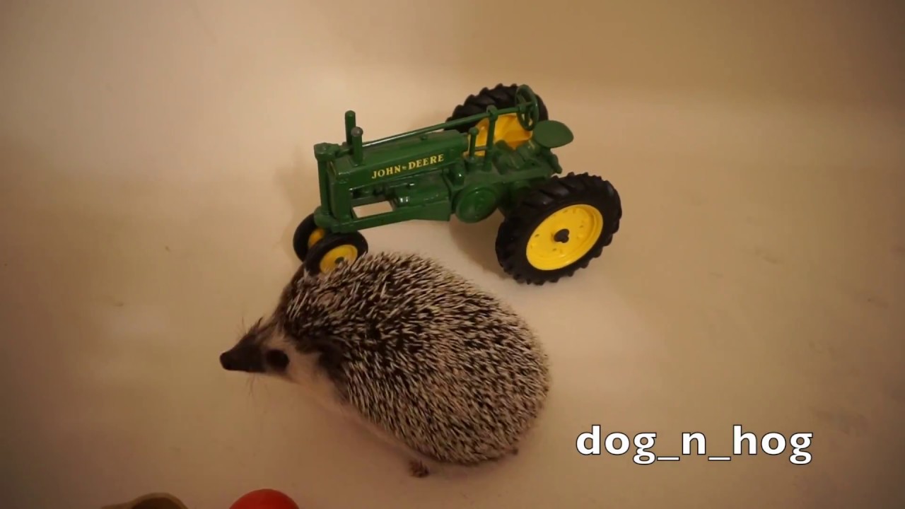 Healthy Toy Types for Hedgehogs YouTube
