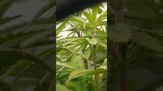 Update: W7-D5-WC Autoflower.