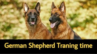 German Shepard Baby dog Training time
