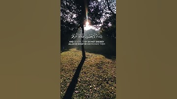 سورة التحريم القارئ ياسر الدوسري #قران_كريم #قرآن #دعاء