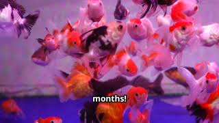 Myth-Busting – Goldfish Memory screenshot 1