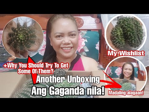 Unboxing My Cactus/Wishlist/Checking Them《Daily Life vlog》#cactuslover #succulentslover #desertplant